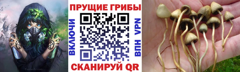 Купить где  Макарьев  Псилоцибиновые грибы MAGIC MUSHROOMS 